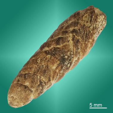 Spiral coprolite