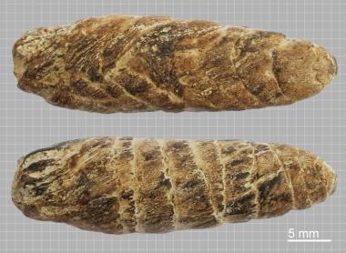 Views of spiral coprolite