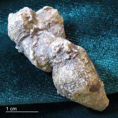 Possible hyena coprolite