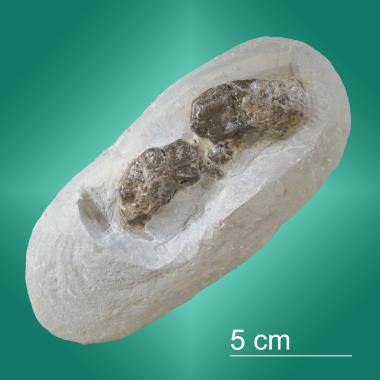Coprolite in matrix