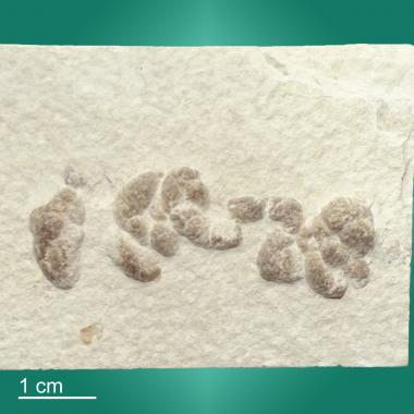 Likely fish coprolite