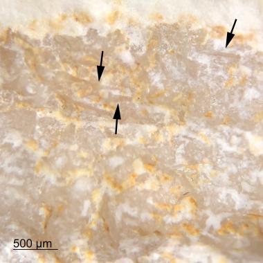 Magnified view showing crinoid inclusions