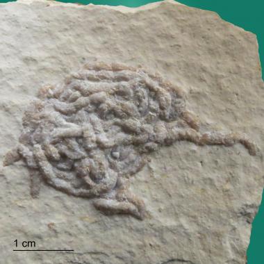 Lumbricaria