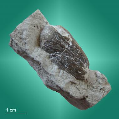 Marine carnivore coprolite