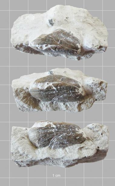 Various views of marine carnivore coprolite