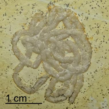 Lumbricaria