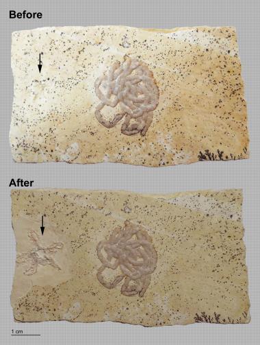 Lumbricaria plate before (top) and after (bottom) brittle star prep