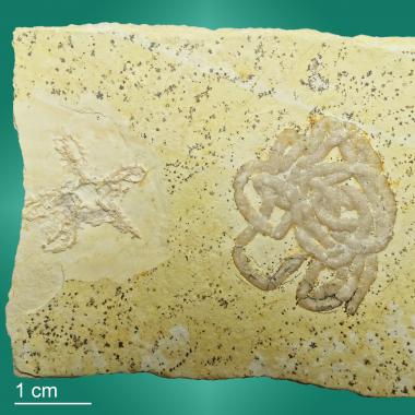 Brittle star (left) and Lumbricaria (right)