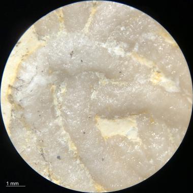 Magnified view of Lumbricaria with consolidant