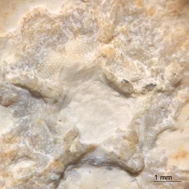 Magnified view of brittle star disk (underside)