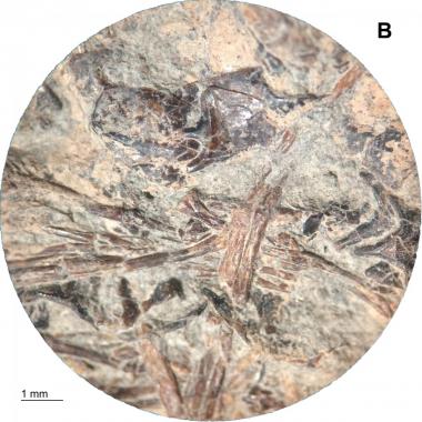 Magnified image of fish bone inclusions on top of coprolite