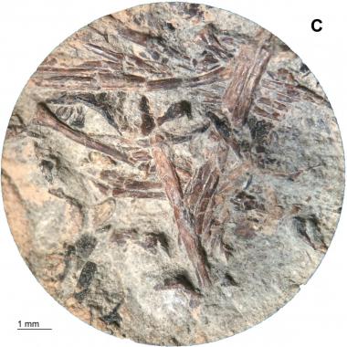 Magnified image of fish bone inclusions on top of coprolite