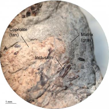 Magnified image of fish bone and scale inclusions