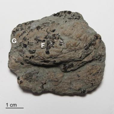 View of bottom of coprolite showing location of magnfied images