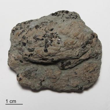 Bottom of coprolite showing numerous fish scale incusions