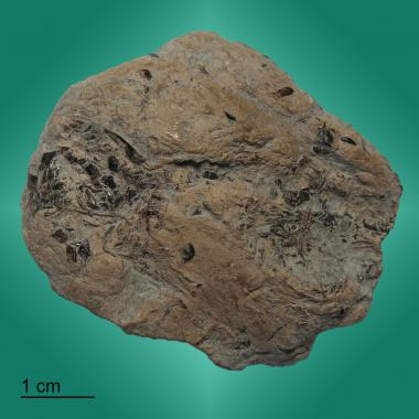 Coprolite with fish bone/scale and shell inclusions