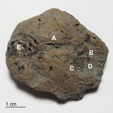 Top of coprolite showing locations of magnified views