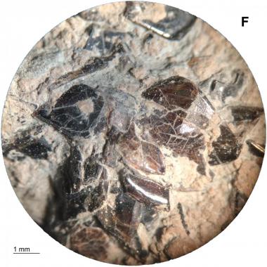 Magnified image of fish scale inclusions on bottom surface of coprolite