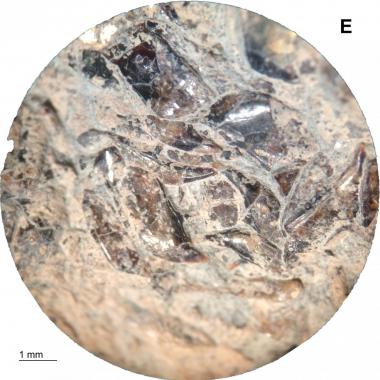 Magnified image of fish scale inclusions on top surface of coprolite