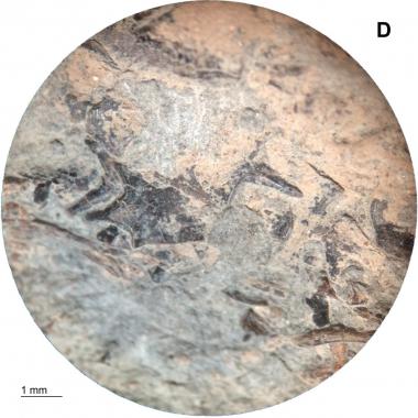 Fish scale inclusions on top surface of coprolite