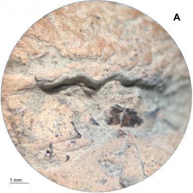 Magnified image of shell and fish scale inclusion on top of coprolite