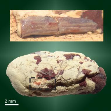 Coprolite featuring xenacanthus spine inclusion