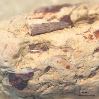 Xenacanthus spine inclusion
