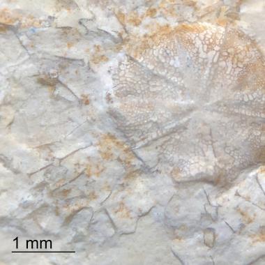 Example of a floating crinoid for comparison