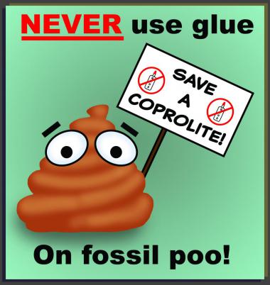 NEVER use glue on fossil poo