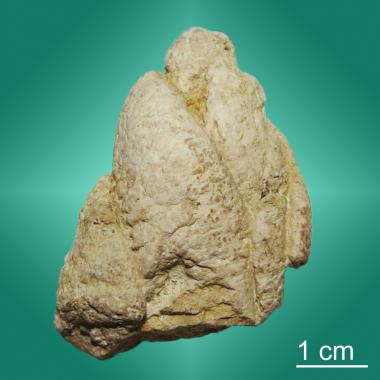 Spiral coprolite
