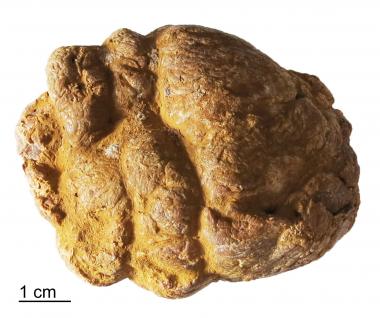 Bottom of spiral coprolite