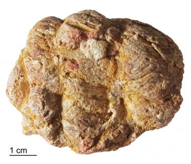 Top side of spiral coprolite