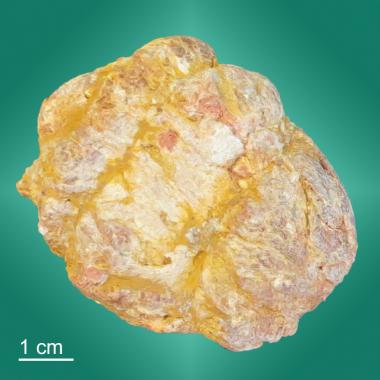 Spiral coprolite