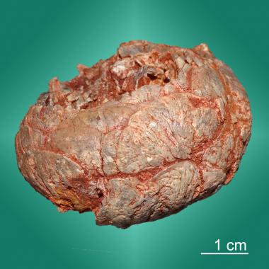 Spiral coprolite from Morocco