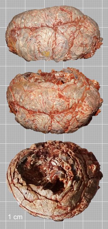 Various views of spiral coprolite